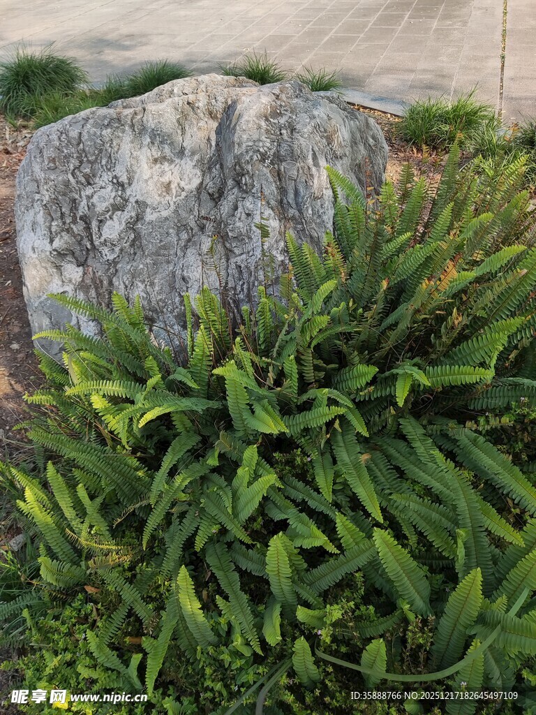 石旁绿植生机盎然