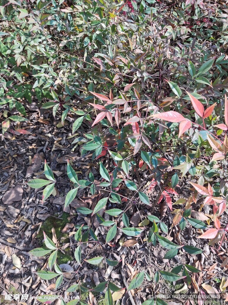 多彩植物地面绿植景观