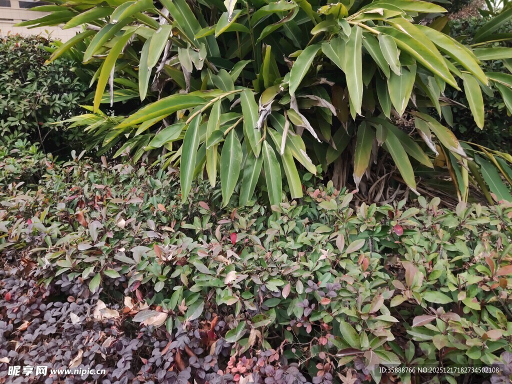 绿叶繁茂的植物景观