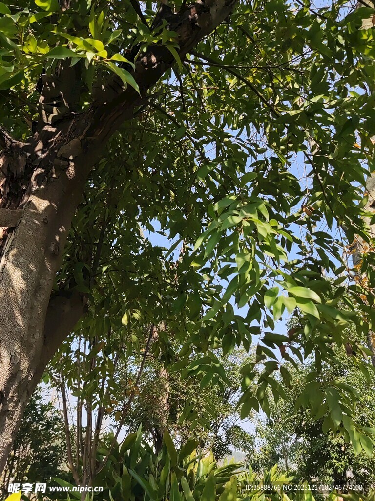 繁茂大树下的绿意景致