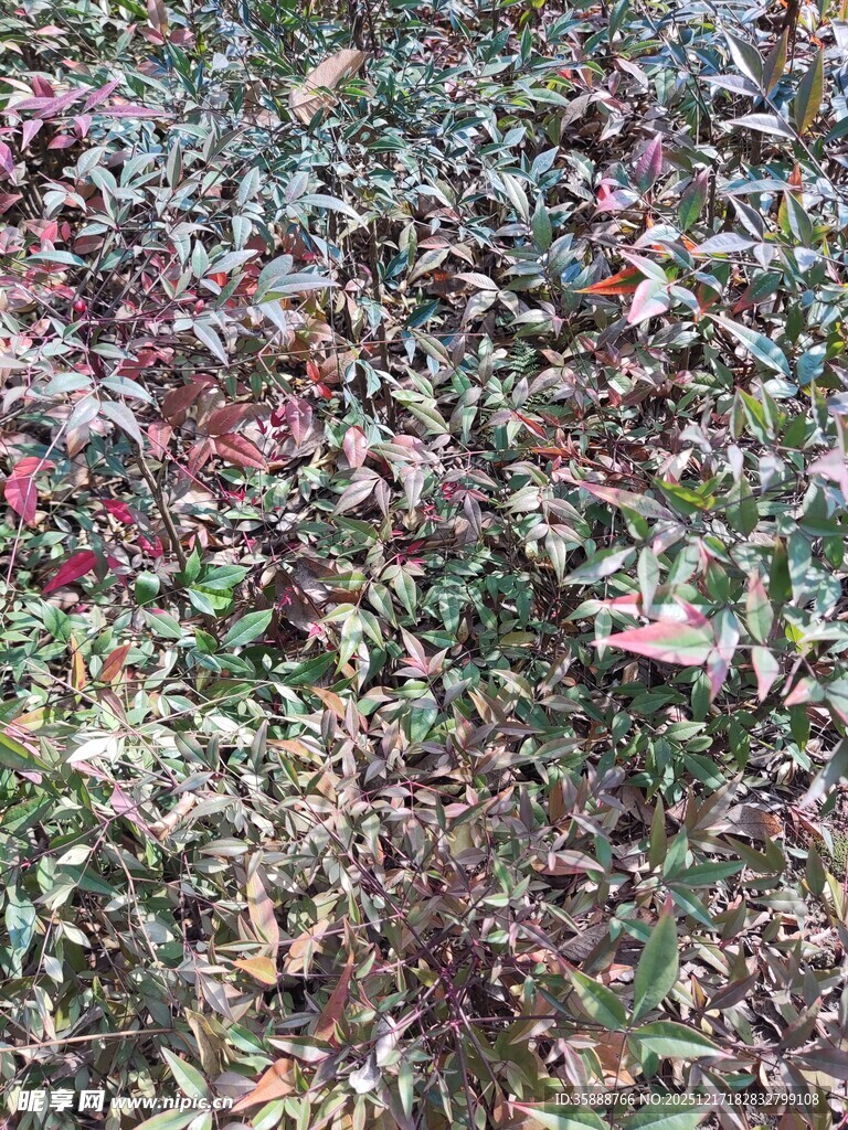 多彩落叶覆盖的地面景观