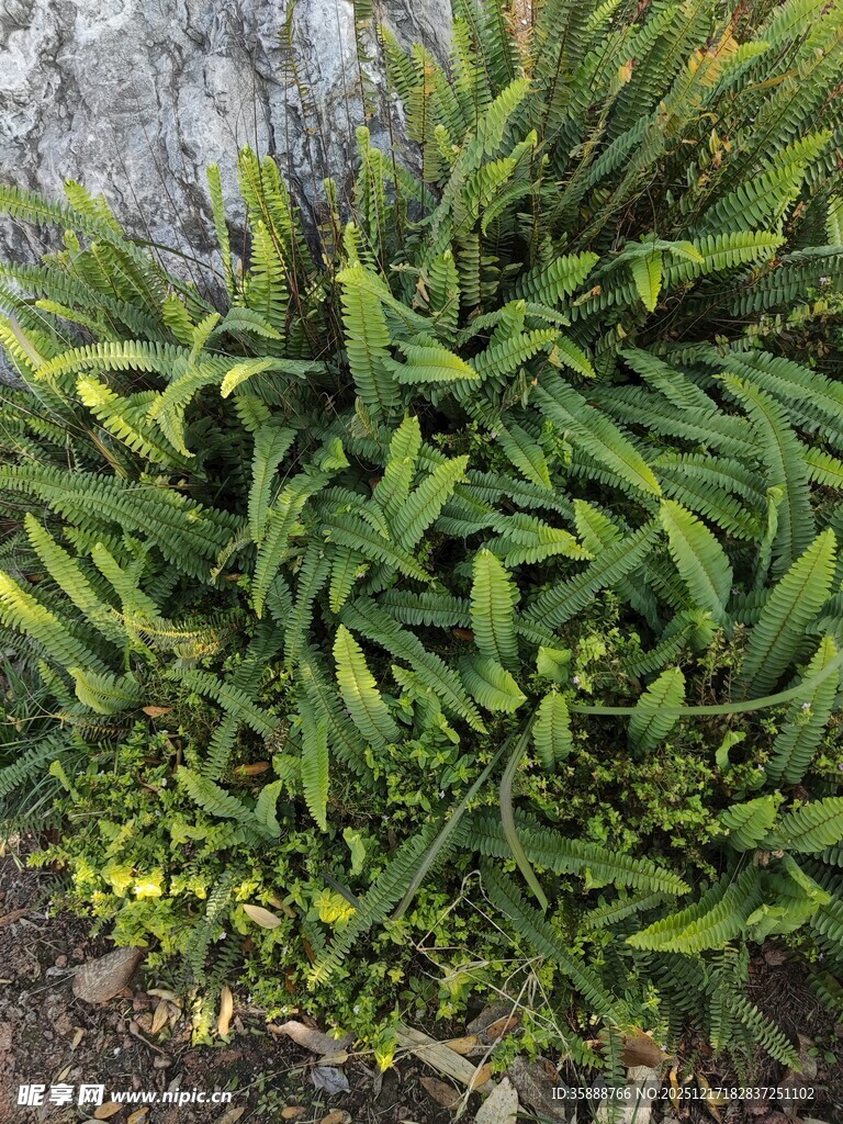 翠绿丛生植物特写