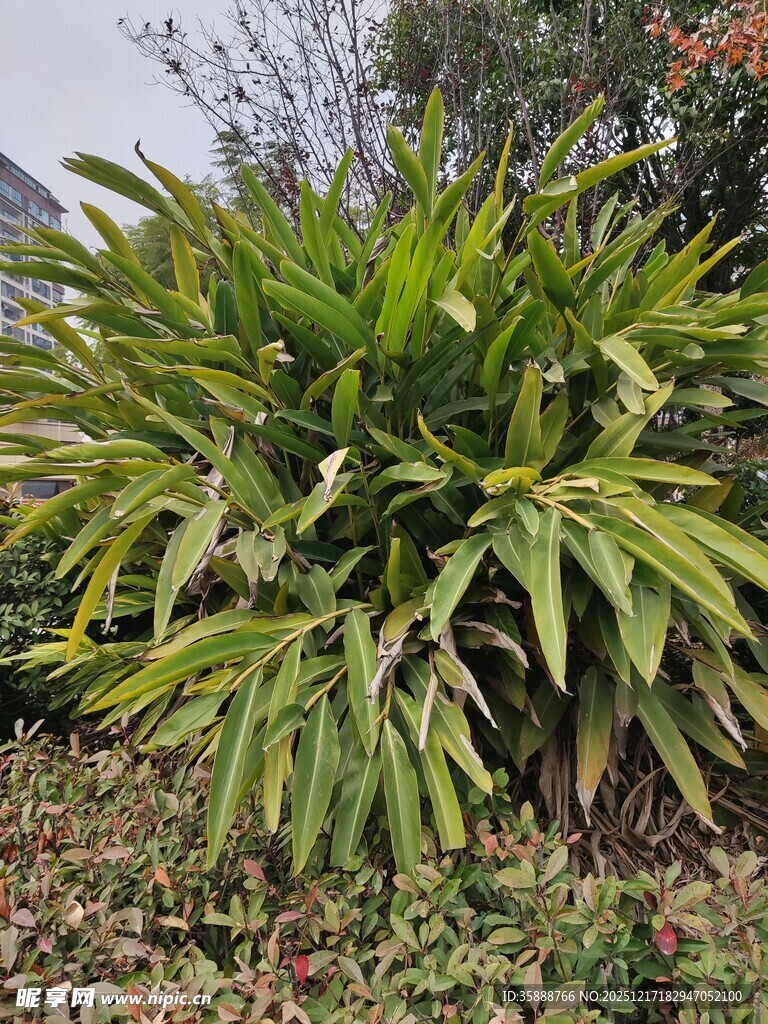 绿叶繁茂的大型绿植