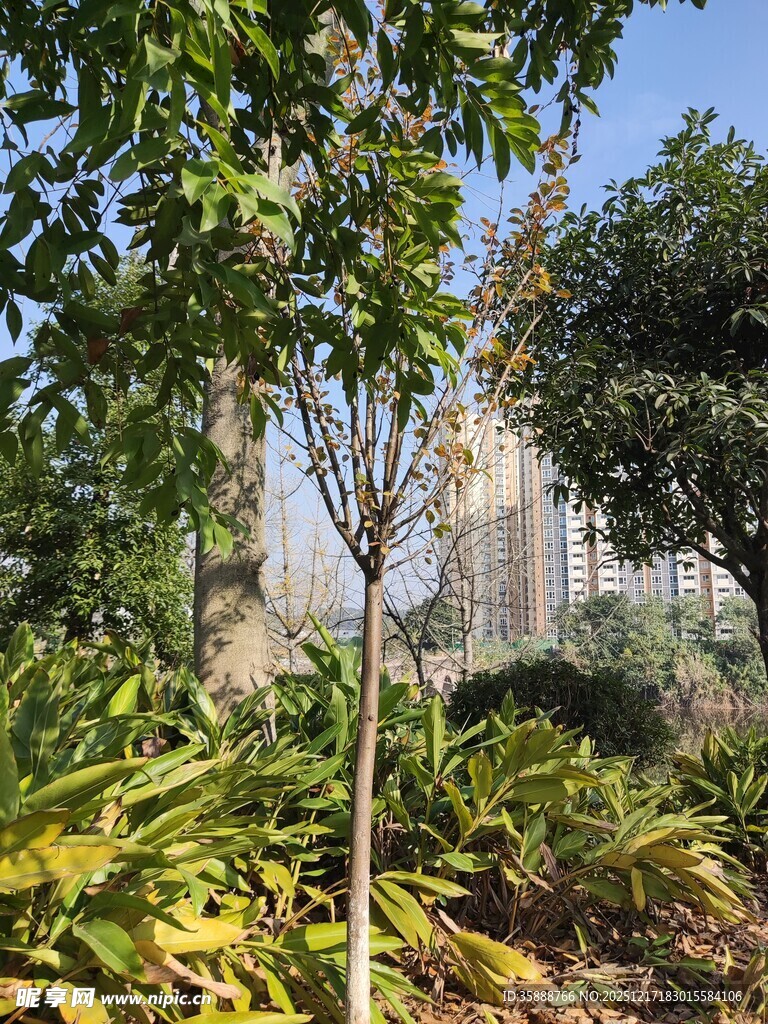 城市中的绿植景观