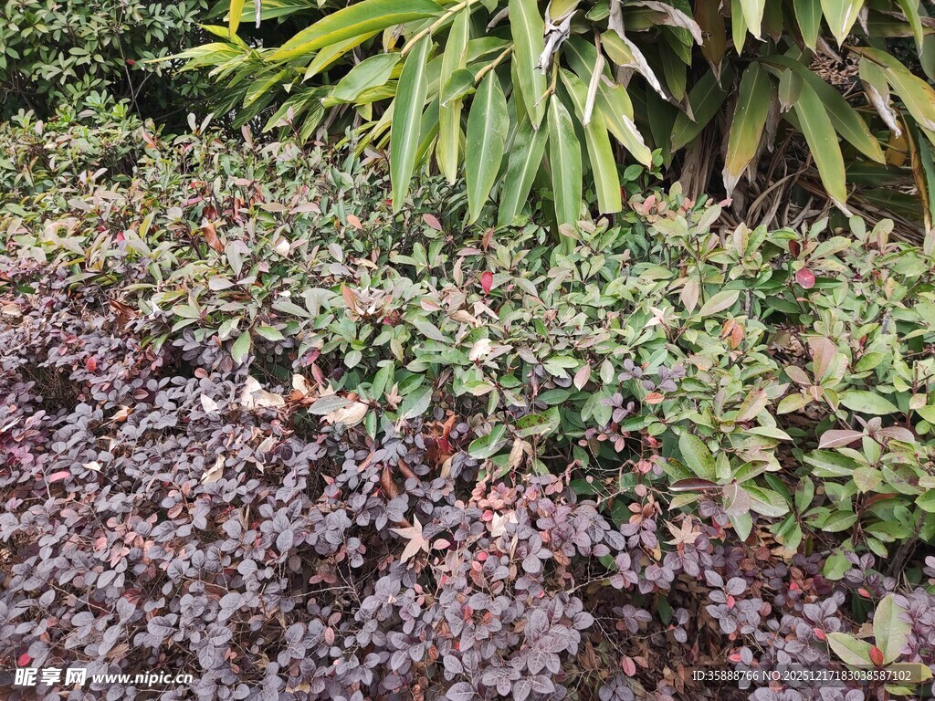 多彩植物景观