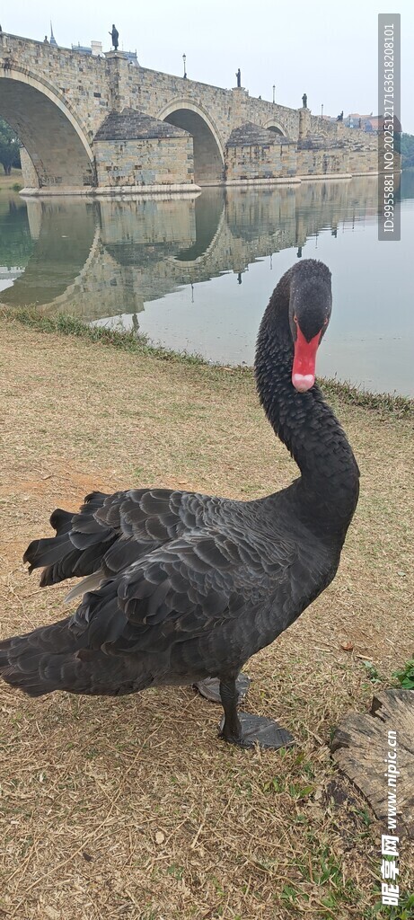 广东东莞松黑天鹅于户外优雅伫立