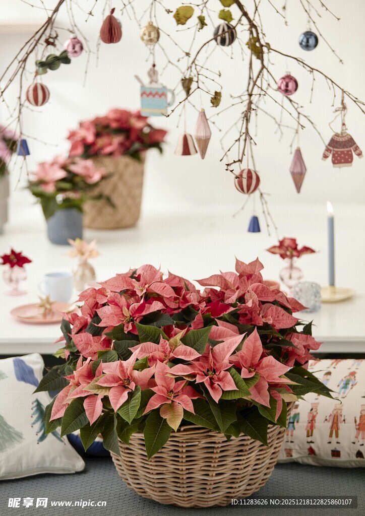 节日装饰下的美丽盆栽花卉