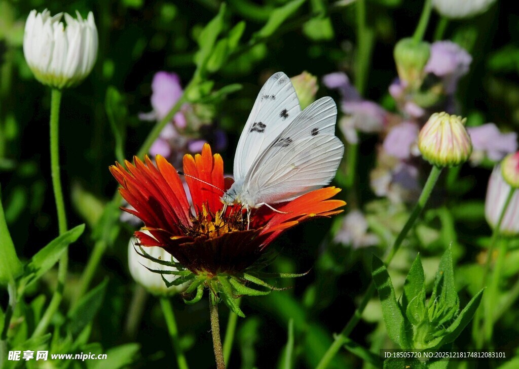 白蝶停驻红花朵