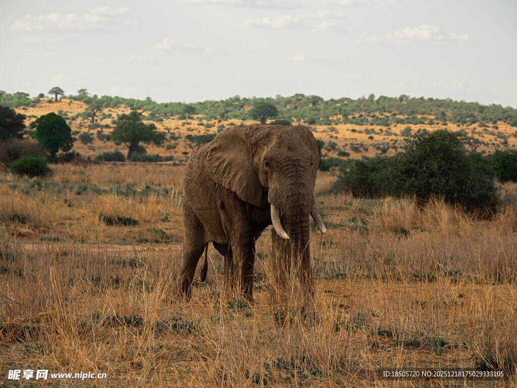 草原上独行的大象