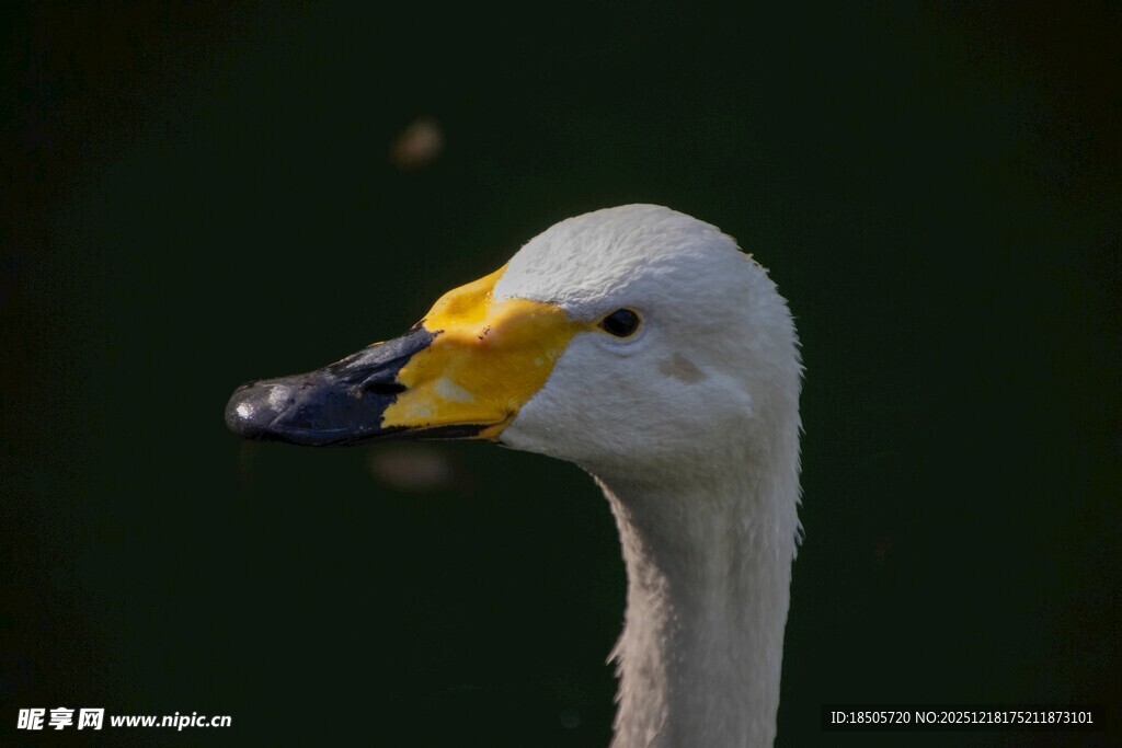 黄喙白鸟特写