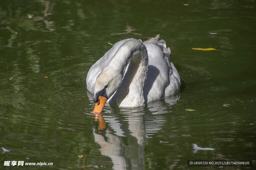 灰鹭水中低头整理羽毛