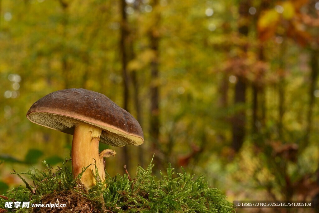 森林中的蘑菇特写