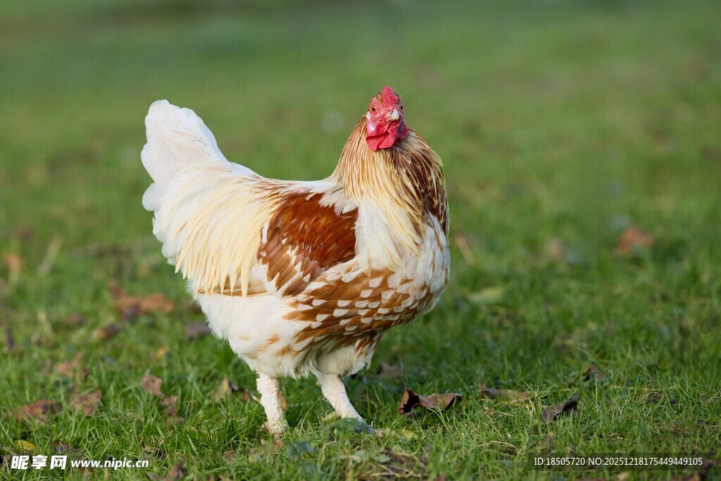 草地上的漂亮母鸡