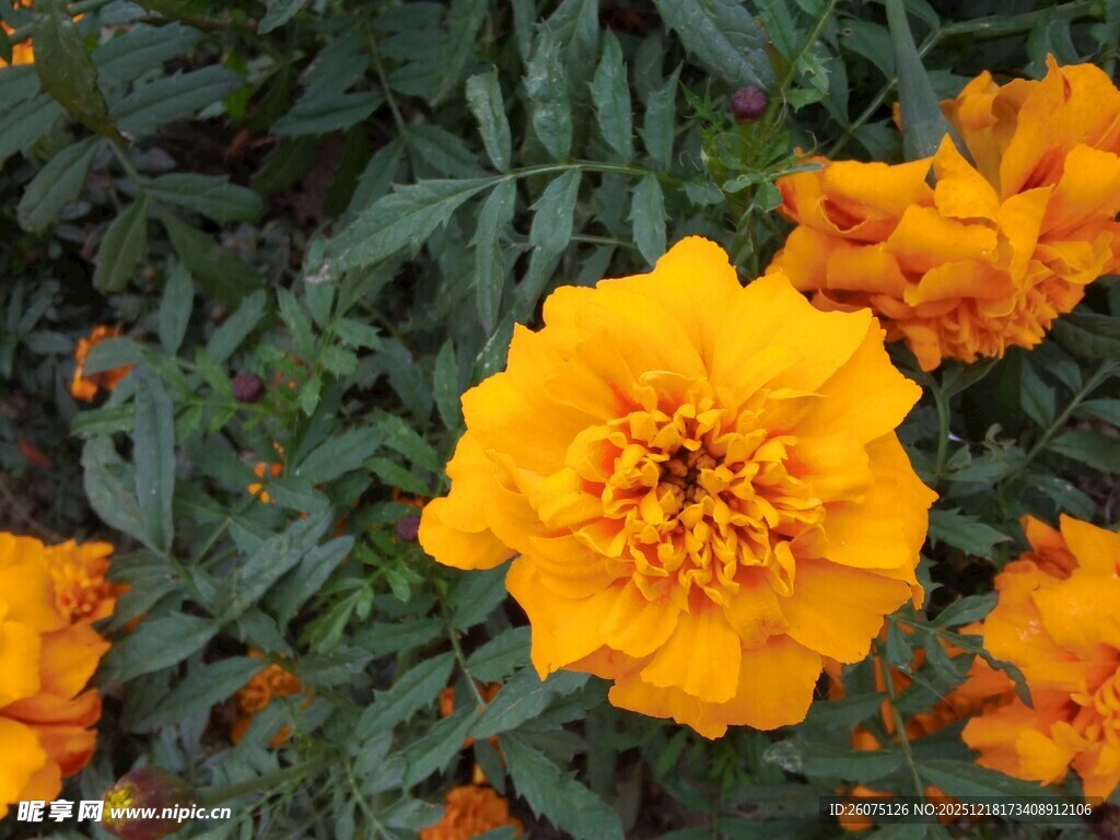 鲜艳万寿菊绽放绿叶间