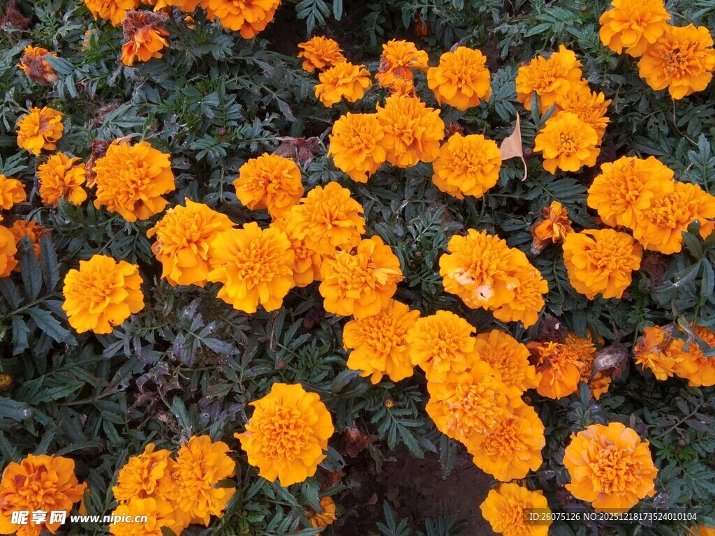 橙色万寿菊绽放的美景