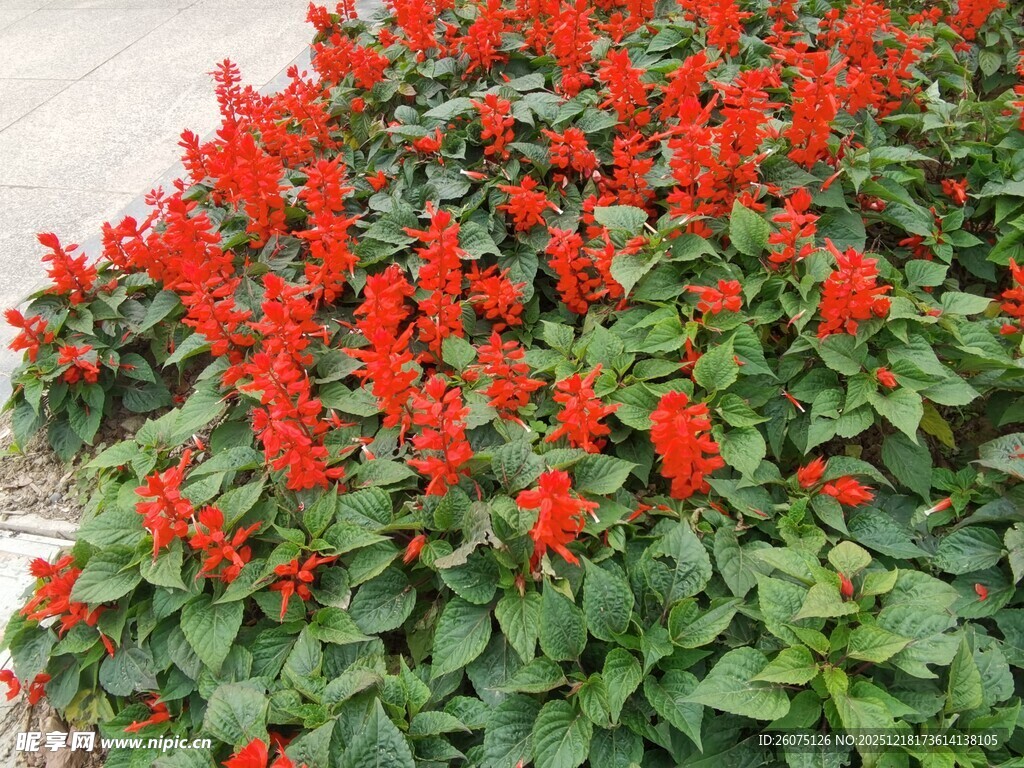 鲜艳一串红绽放绿叶间