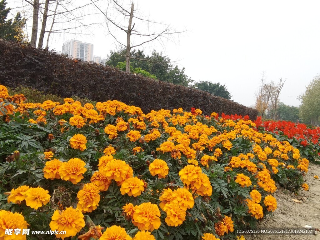 路边盛放的绚烂万寿菊