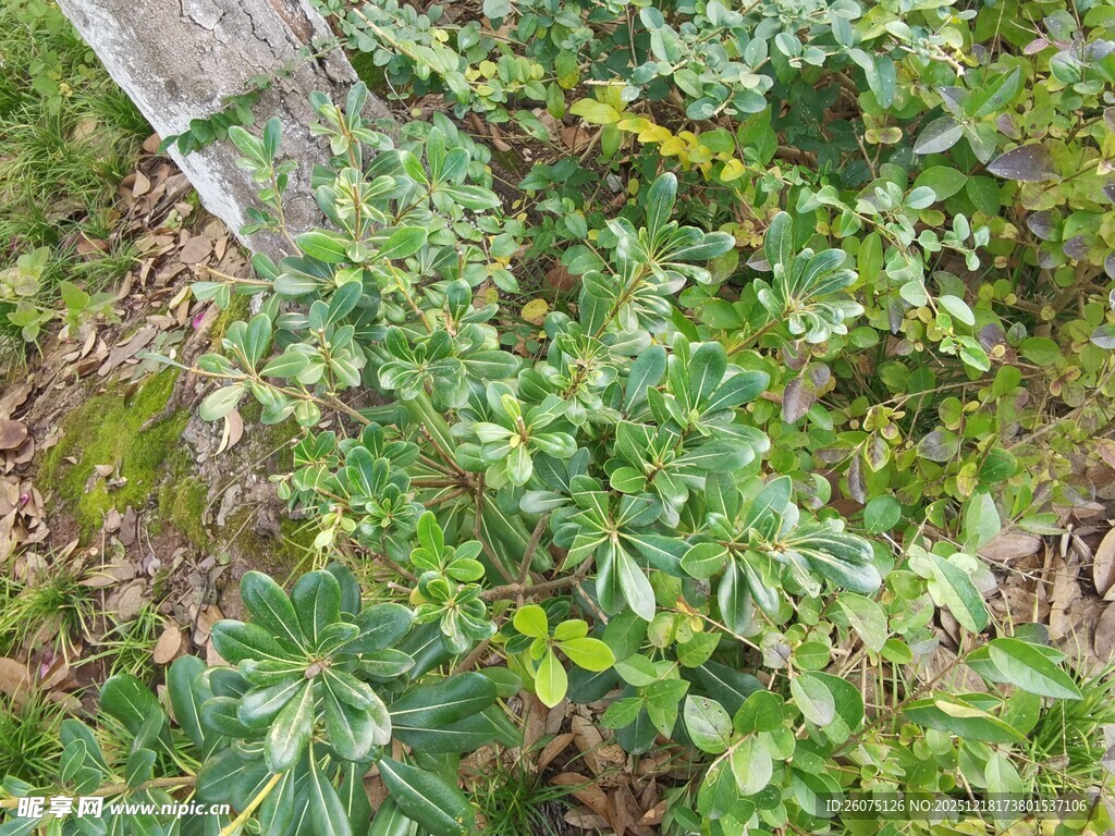 绿叶繁茂的植物景观