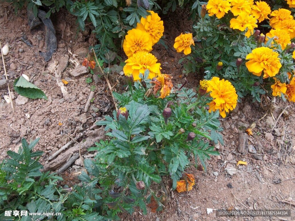 黄色万寿菊绽放于泥土间