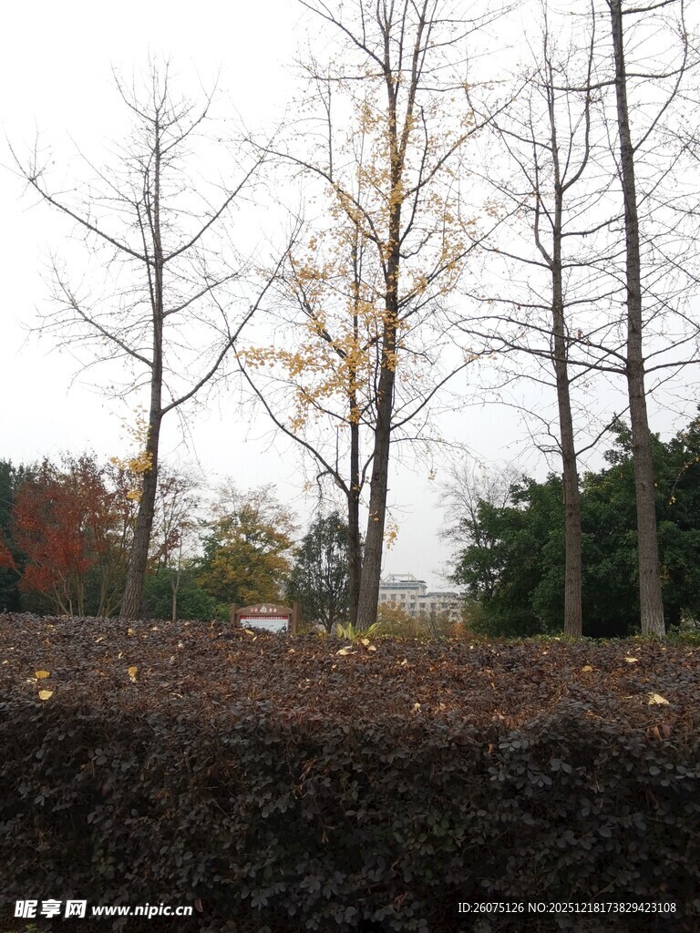 秋日萧瑟树林景观