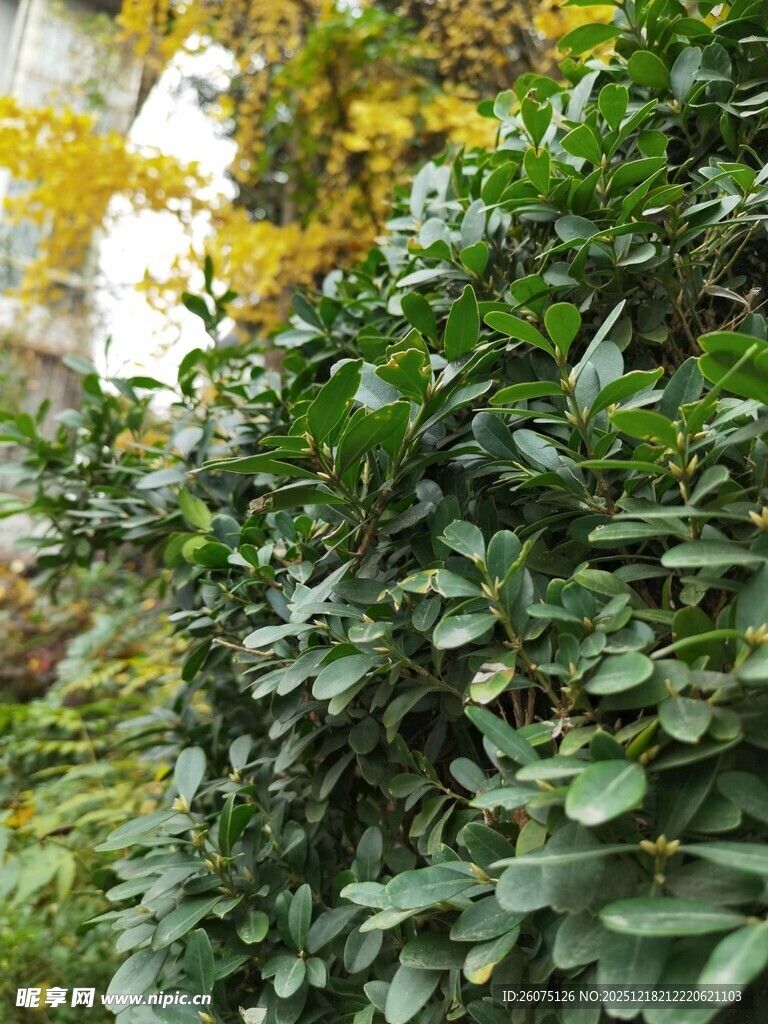 翠绿繁茂的绿植景观