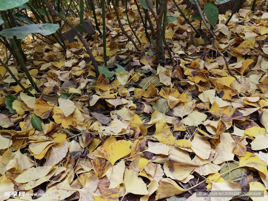 落叶铺地的静谧林间景象