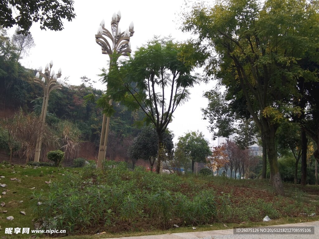 户外绿意盎然的树木景观