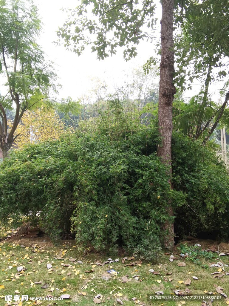 绿意盎然的户外植物景观