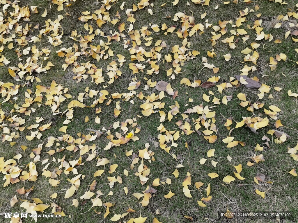 地面铺满金黄落叶