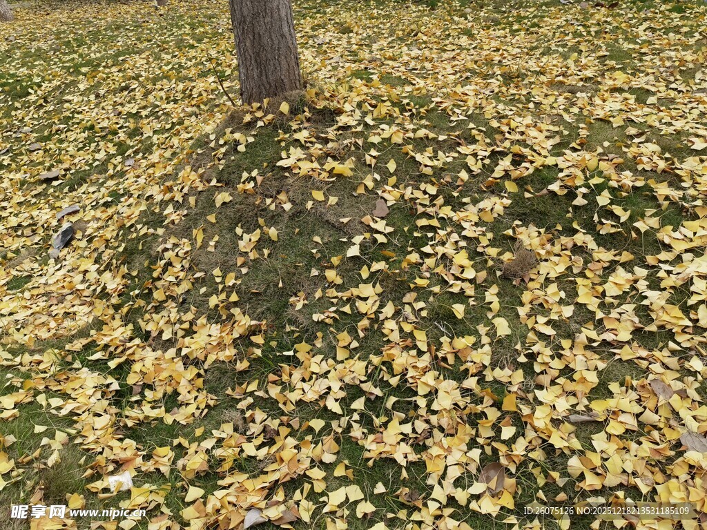 树下金黄银杏叶铺满地