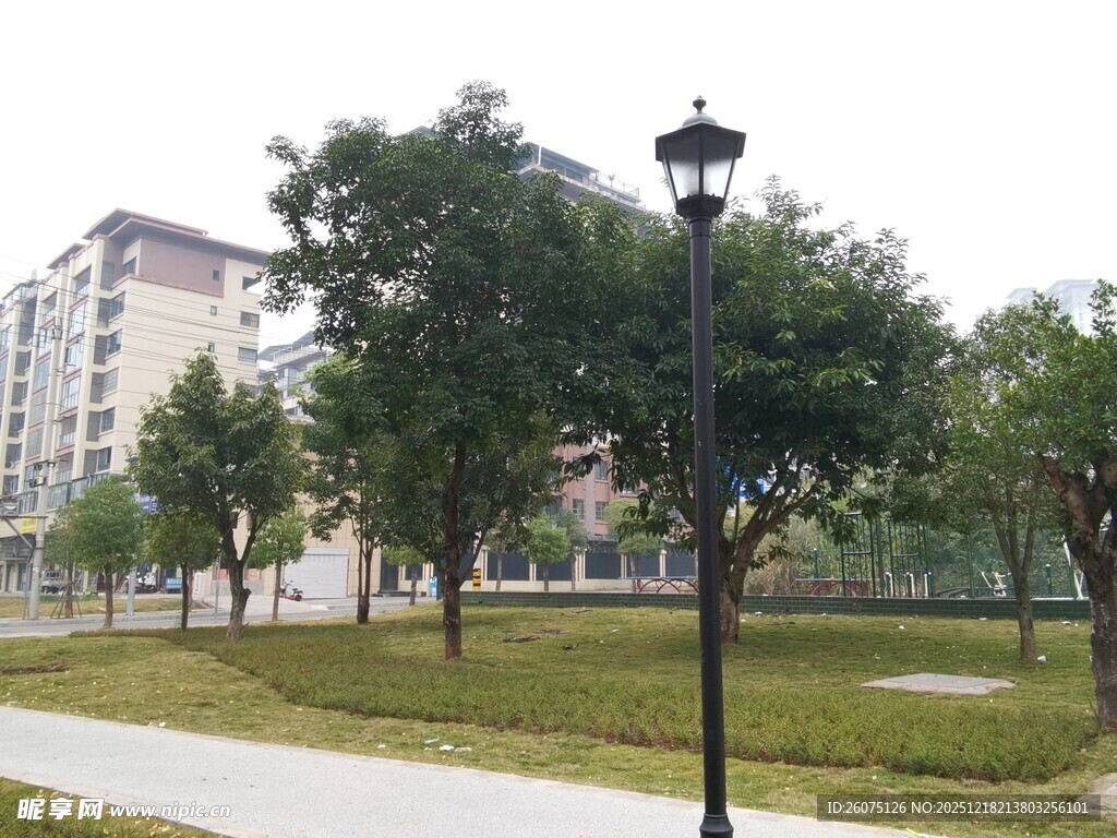 校园林荫道风景