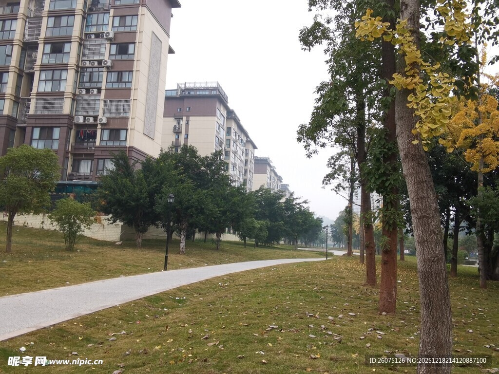 城市中的林荫步道景观