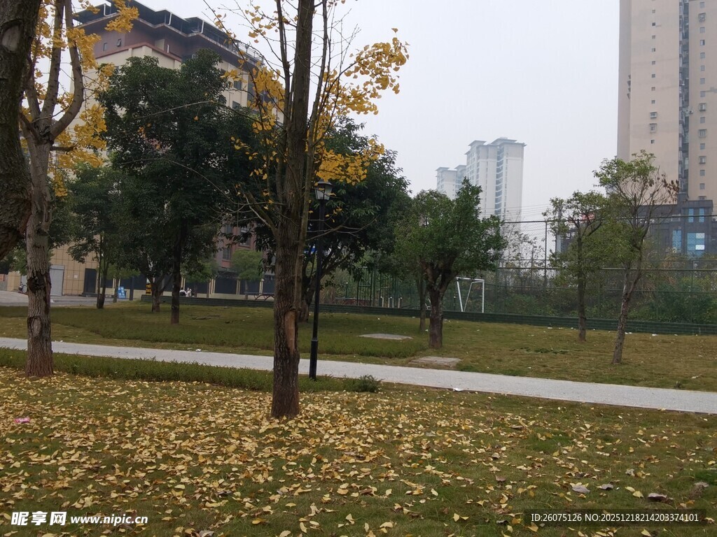 秋日公园落叶景致