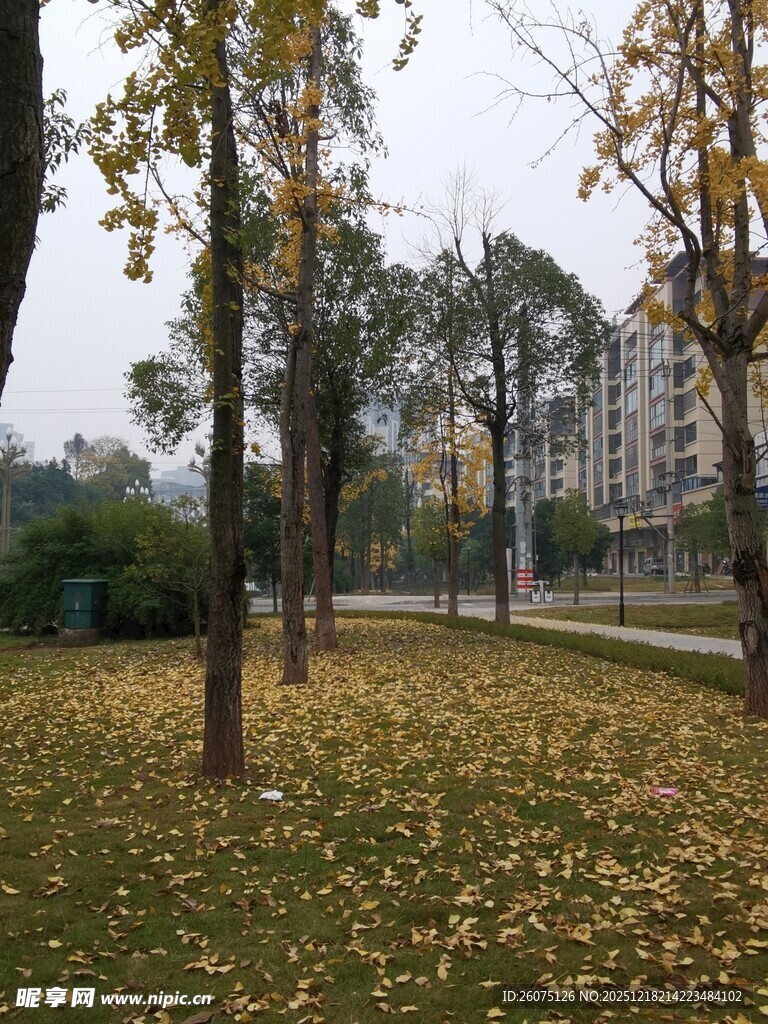 秋日公园落叶景致