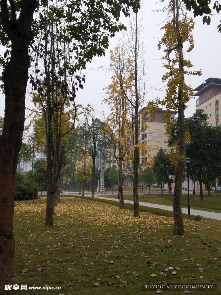 秋日公园林荫景致