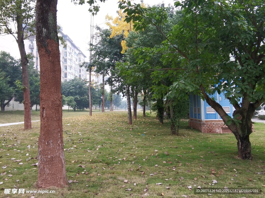 公园草地树木景观