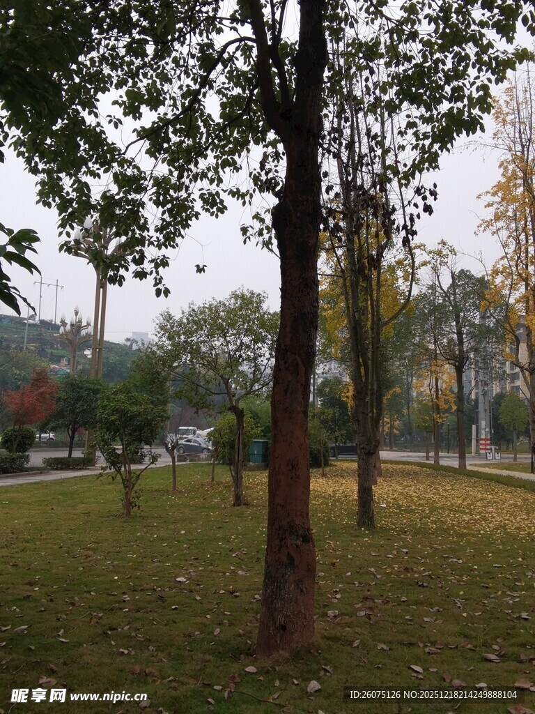 秋日公园树林景致