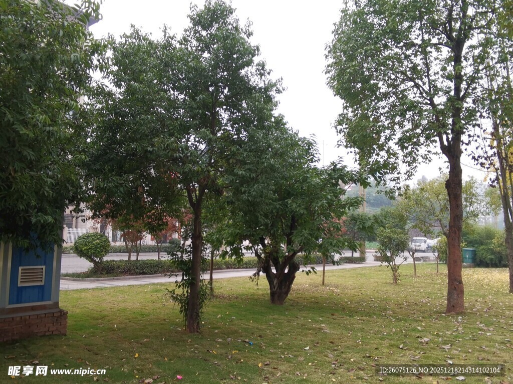 公园内绿树成荫的草地