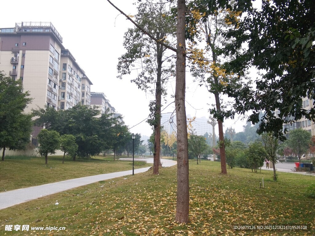 秋日公园静谧小路景象