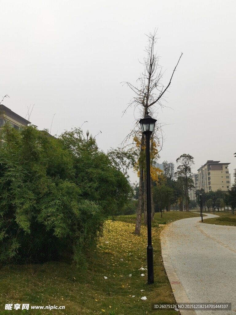 路边光秃树木与绿植景观