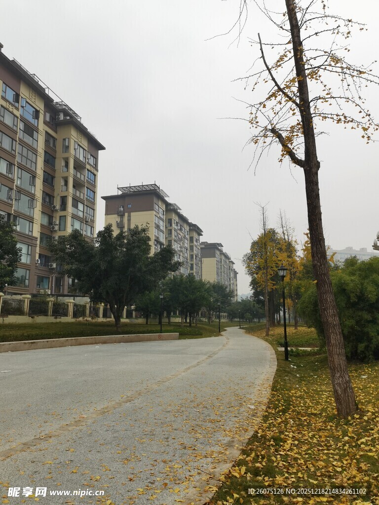 秋日小区道路风景