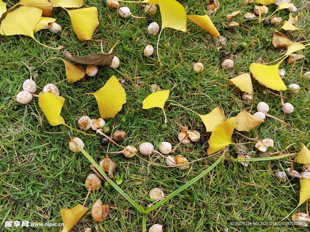 草地上的银杏落叶与果实