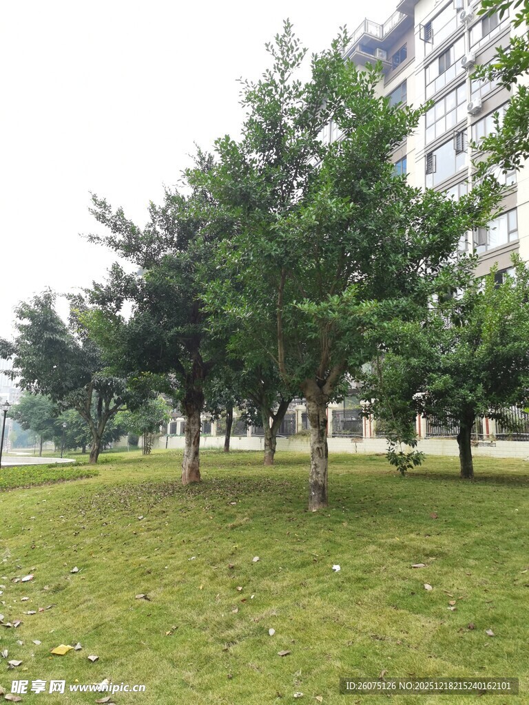 公园绿树草地景致