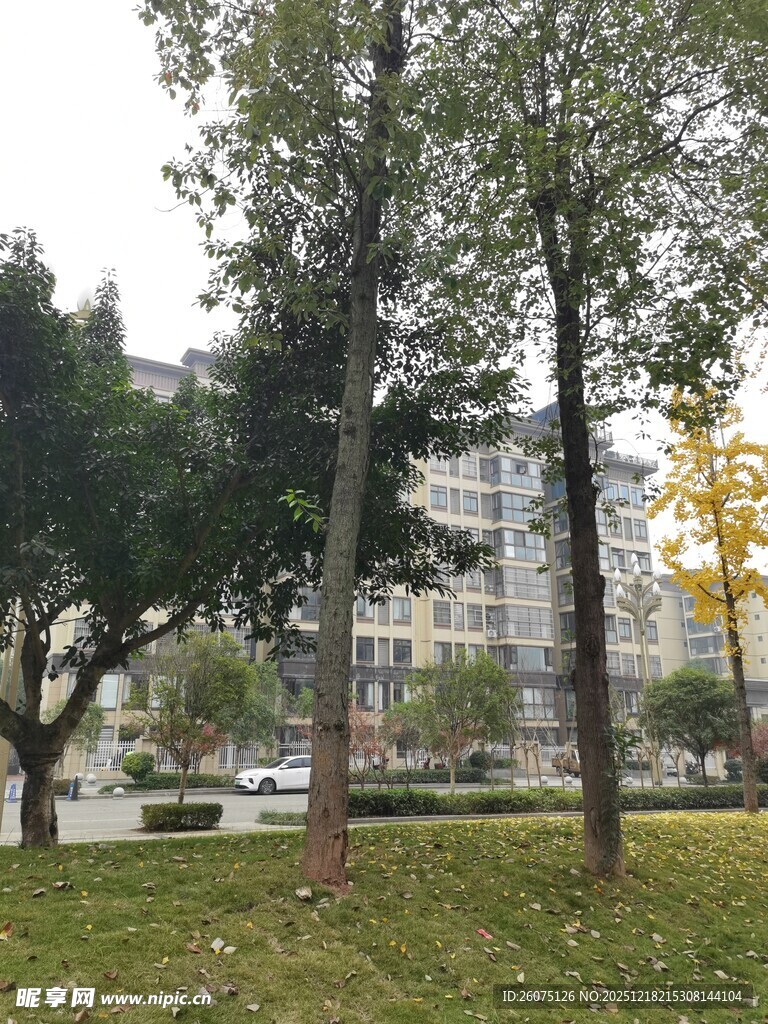 城市公园中的树木与草地