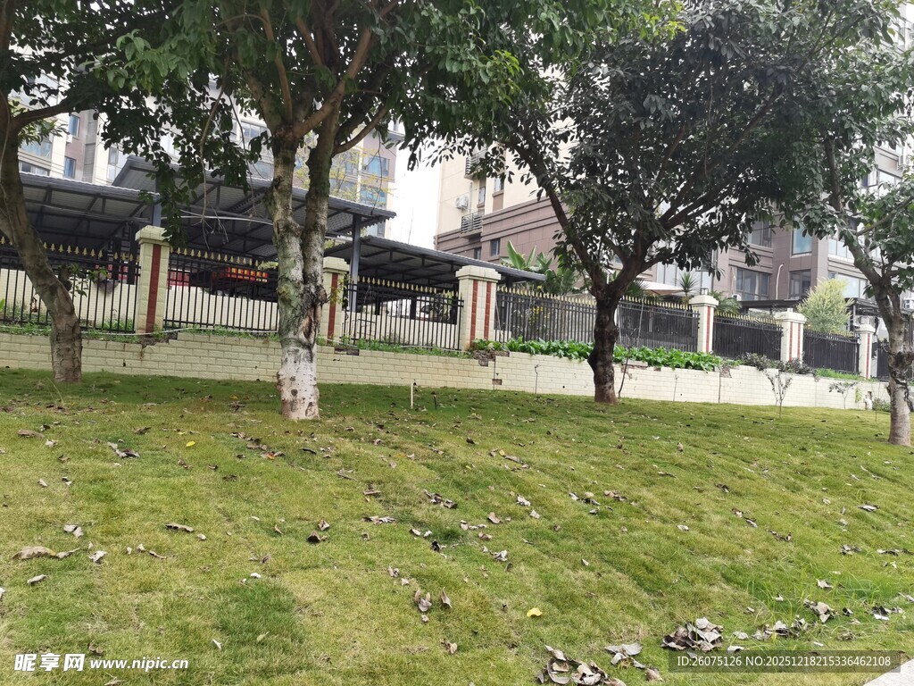 户外草地与树木景观