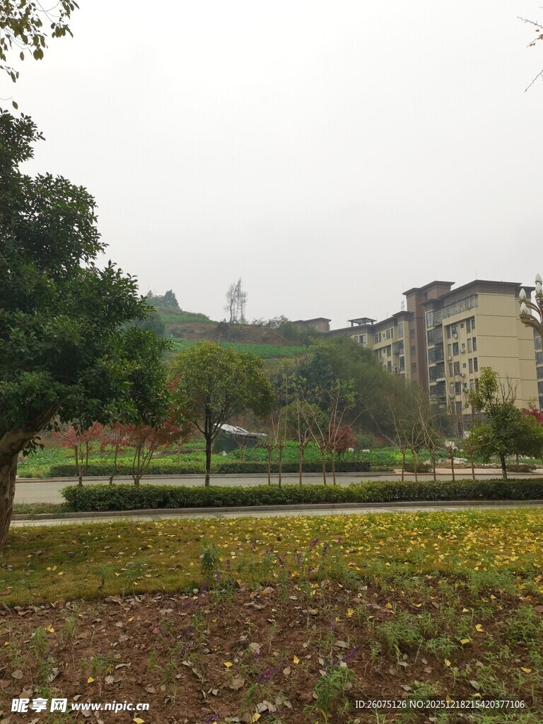 小区内的绿化景观