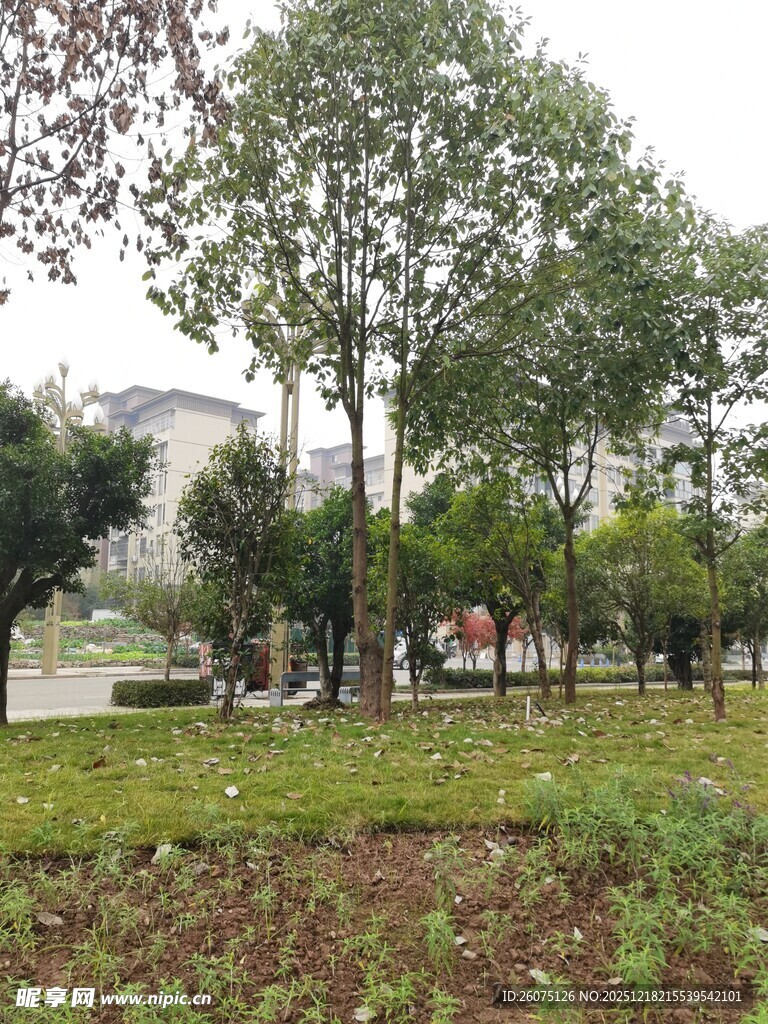 城市公园绿树草地景观