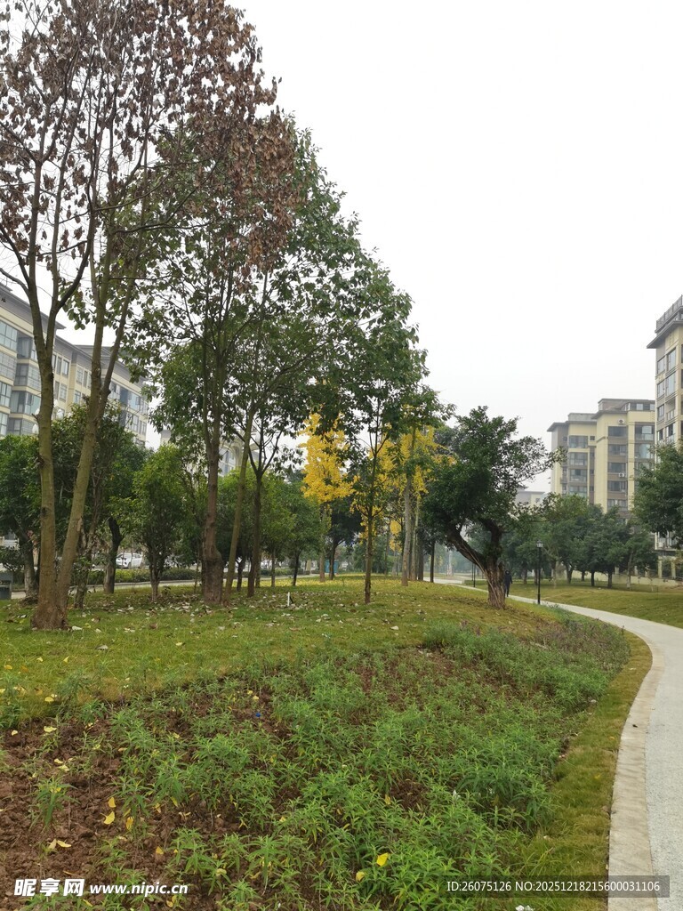 城市公园中的小径与绿植