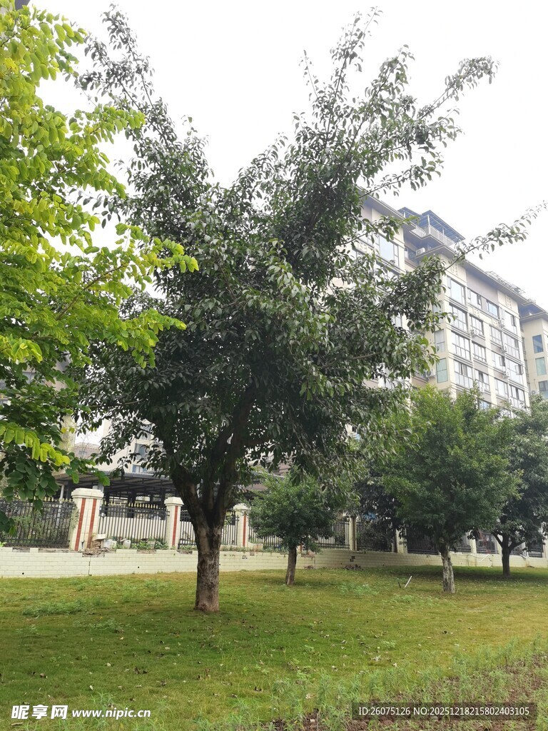 城市中的绿意公园场景