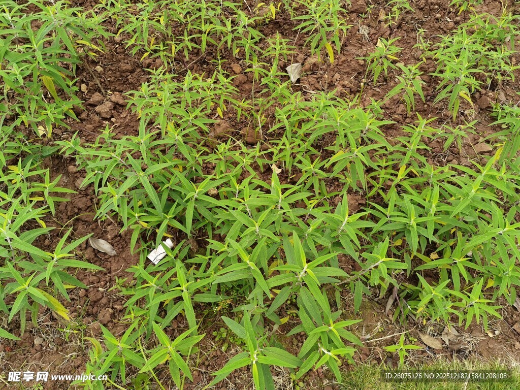 嫩绿植物覆盖的地面场景